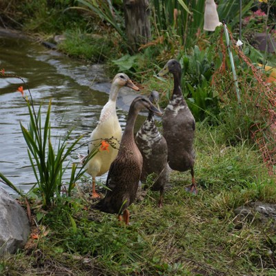 DSC_0683.JPG