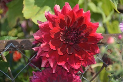33 DSC_5227.JPG