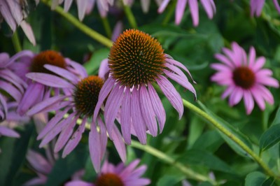 DSC_6012.JPG