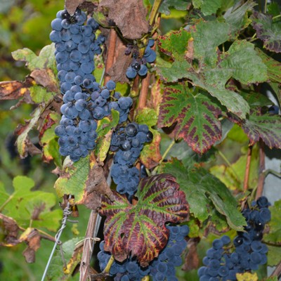 DSC_3333a.jpg