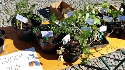 Gratis-Pflanzen vom Nachbarsgarten