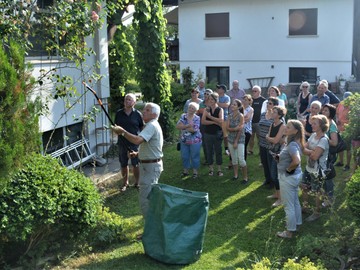 Rosenpflege nach der Blüte in Röthis