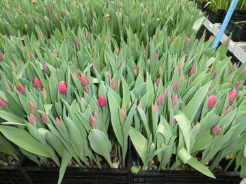 Tulpenführung bei WAIBEL in Mäder