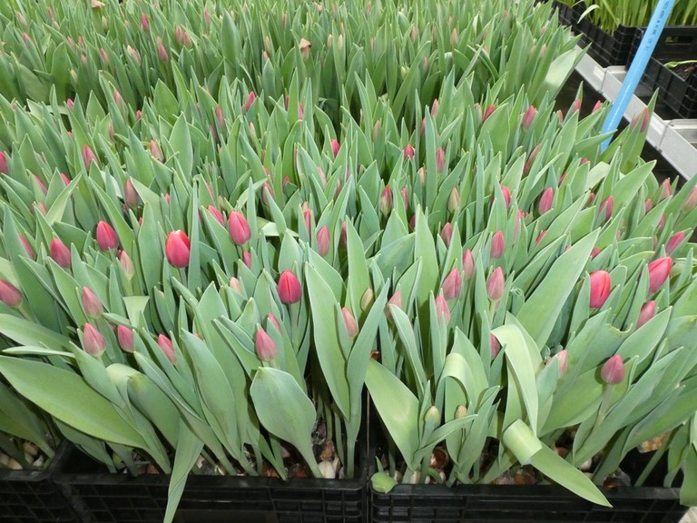 Ausschnitt aus der Tulpenproduktion