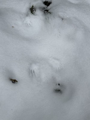 IMG_1511.JPEG