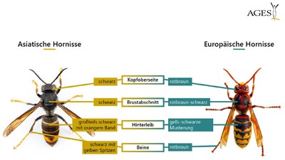 Vergleich Asiatische-europäische Hornisse_AGES.JPG