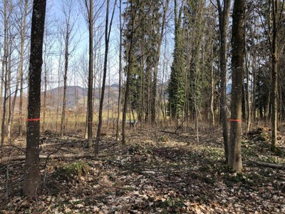 Auszeichnung Vorarlberger Waldpreis 2023 für die Gemeinden Sulz und Röthis