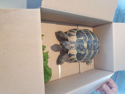 Schildkröte gefunden! Schildkröte gefunden!