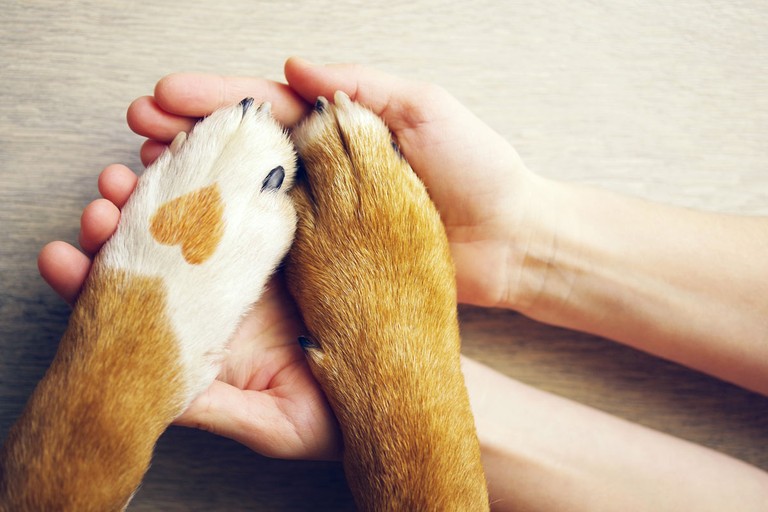 Pfote mit Hand © Deine Tierwelt.de