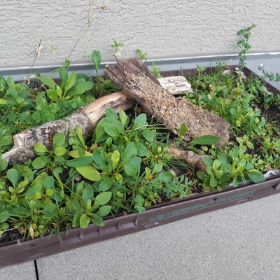 Wie bringen wir das Grün aufs Dach?