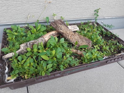 Wie bringen wir das Grün aufs Dach?