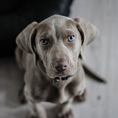 Hundehaltung