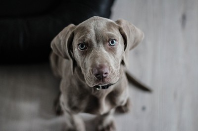 Hundehaltung