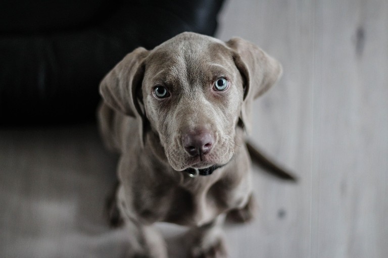 Hund © pixabay