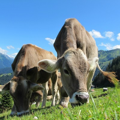WEIDETIERE UND HUNDE