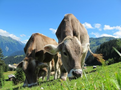 WEIDETIERE UND HUNDE