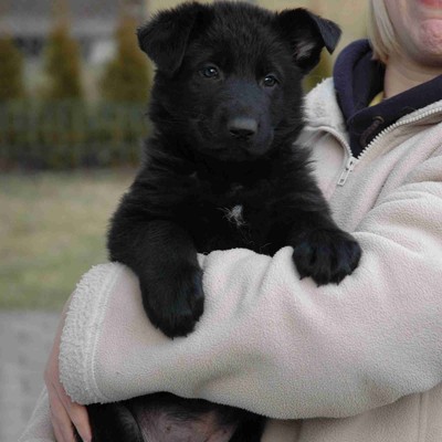 Hundesportverein Sulz
