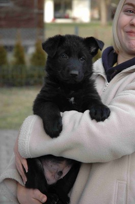 Hundesportverein Sulz Hundesportverein Sulz
