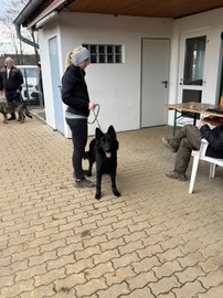 Körung in Oberwart am 12. Jänner 2025