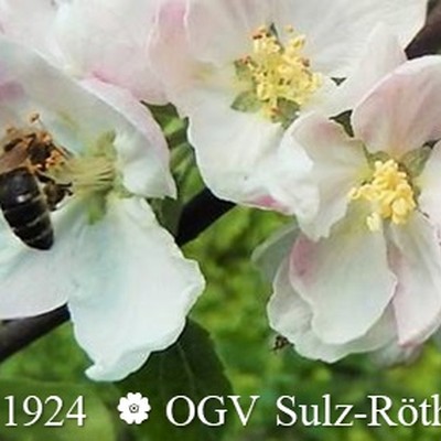 Obst- und Gartenbauverein Sulz-Röthis