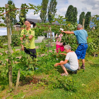 Beeren richtig schneiden