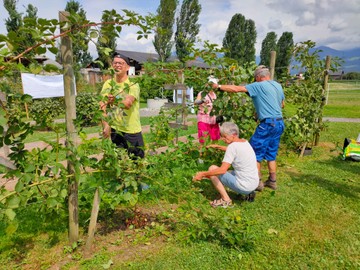 Beeren richtig schneiden