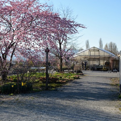 Frühlingsarbeiten bei Stauden am Fr. 6 April 2018