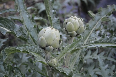 DSC_3306b.jpg