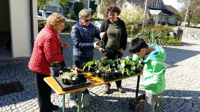 05 Gratis Pflanzentauschbörse in Röthis OGV Sulz-Röthis.jpg