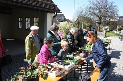 06 Gratis Pflanzentauschbörse in Röthis VN-TK.jpg