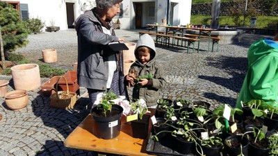 08 Gratis Pflanzentauschbörse in Röthis OGV Sulz-Röthis.jpg