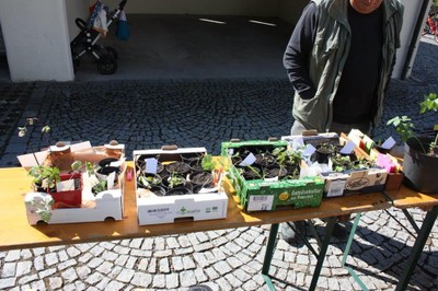 12 Gratis Pflanzentauschbörse in Röthis VN-TK.jpg