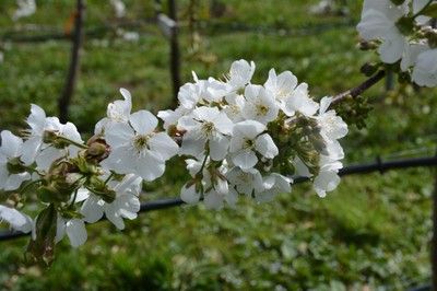 DSC_5663.JPG