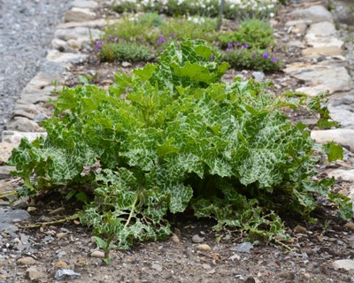 DSC_3975b Mariendistel.JPG