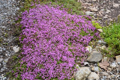 DSC_3976 Thymian.JPG