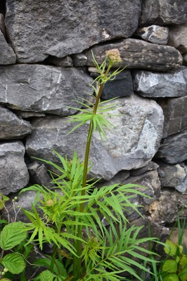DSC_3982 Baldrian.JPG