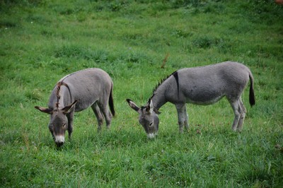 DSC_9330.JPG