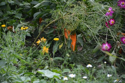 DSC_6610.JPG