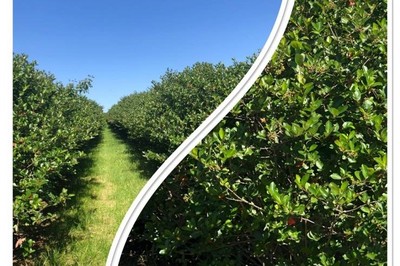 Aronia Pflanzen