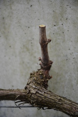 DSC_3730.JPG
