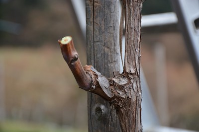 DSC_7262b.JPG