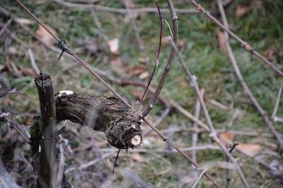 DSC_7274.JPG