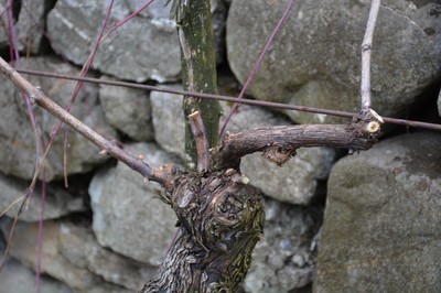 DSC_7282.JPG