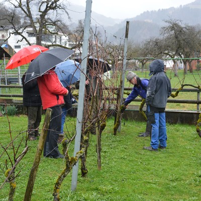 Rebschnittkurs am Samstag, den 25.3.17 in Röthis