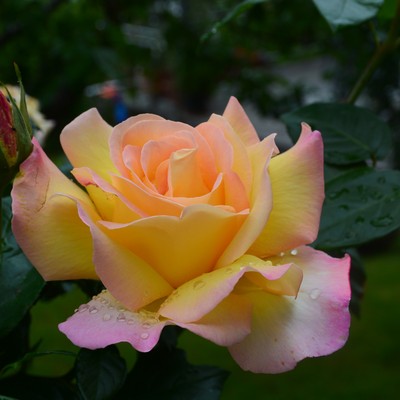 Rosenpflege nach der Blüte mit Rudi Waibel am 26.6.2020