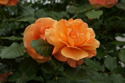 DSC05188.JPG