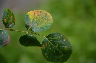 DSC_1146.JPG