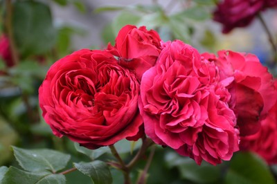 022 DSC_0488.JPG