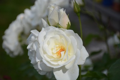 068 DSC_0489.JPG