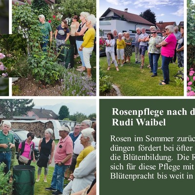 Rosenpflege nach der Blüte mit Rudi Waibel am Do. 6.7.2023 in Sulz